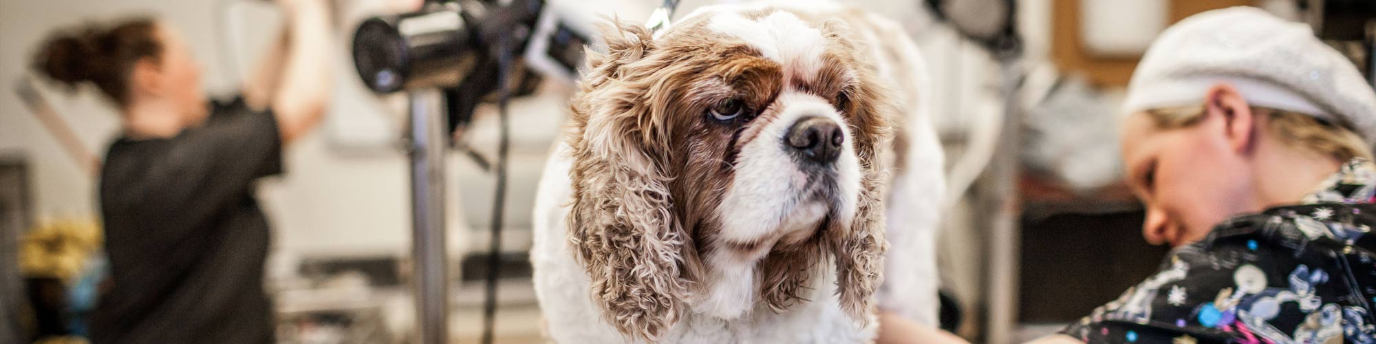 Animal Grooming Professional Program Academy Canada Career College