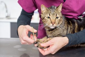 pet grooming programs