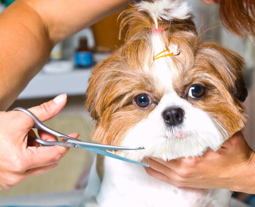pet grooming