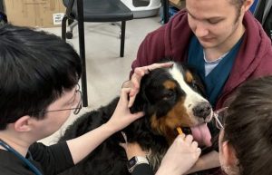 Vet Assistant and Receptionist students attending to the health of a dog